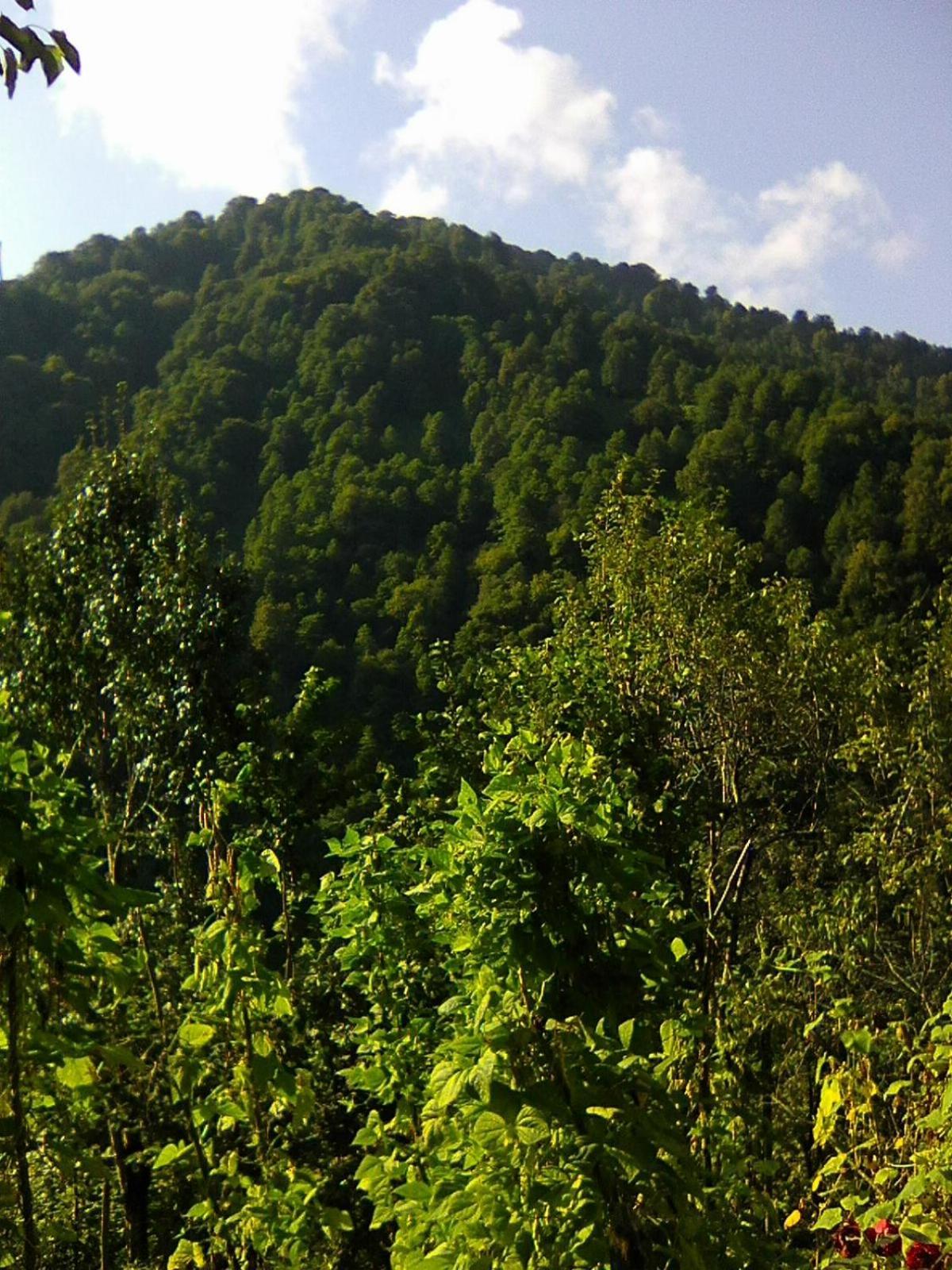 Villa Tengiz Chakvistavi Kültér fotó